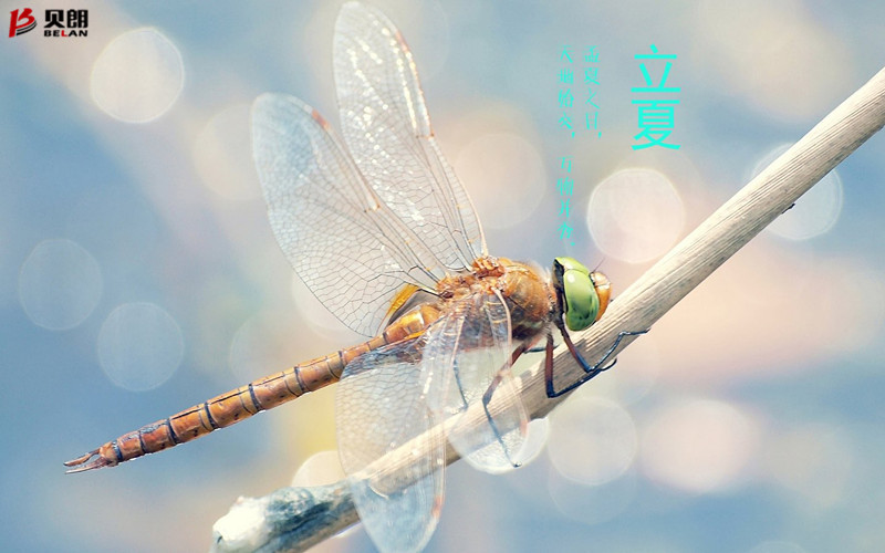 立夏啦！立夏啦！